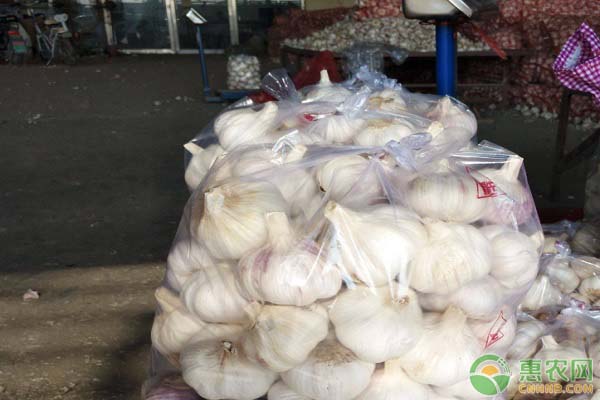 大蒜语音播报行情,大蒜语音播报行情,回顾其在特定领域的发展与影响