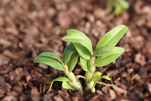 霍山石斛价格详解,购买指南与鉴别技能全攻略