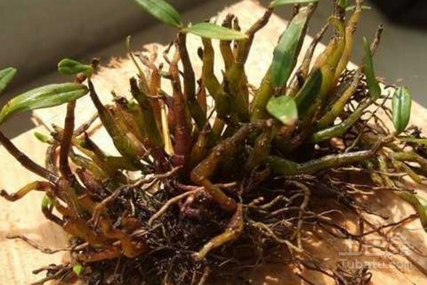 霍山石斛价格详解,购买指南与鉴别技能全攻略