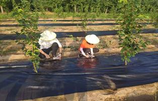 最新化肥企业厂长招聘启事