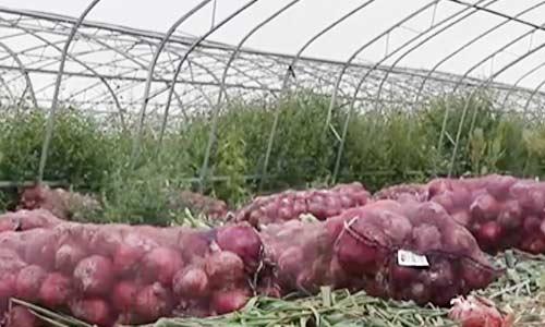 甘肃洋葱价格最新行情及绿色旅行探索之旅