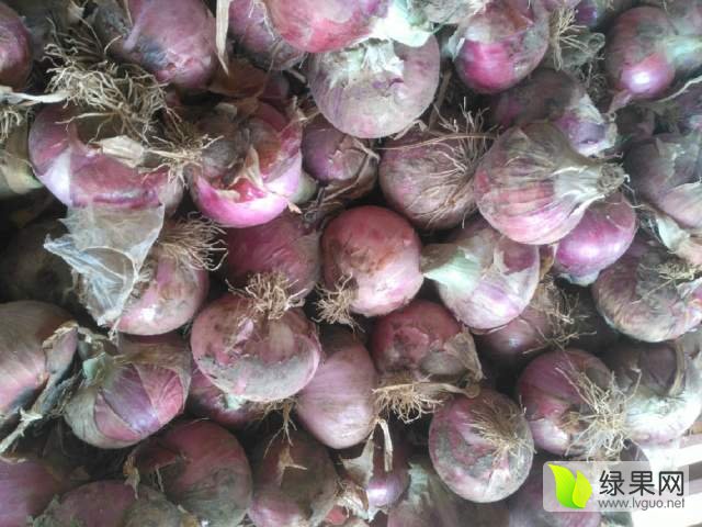 甘肃洋葱价格最新行情及绿色旅行探索之旅