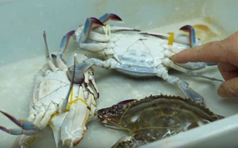 梭子蟹上市季节与友情的小确幸，探寻梭子蟹的上市时间