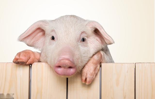 最新猪资讯概览，行业背景、重大事件与时代地位