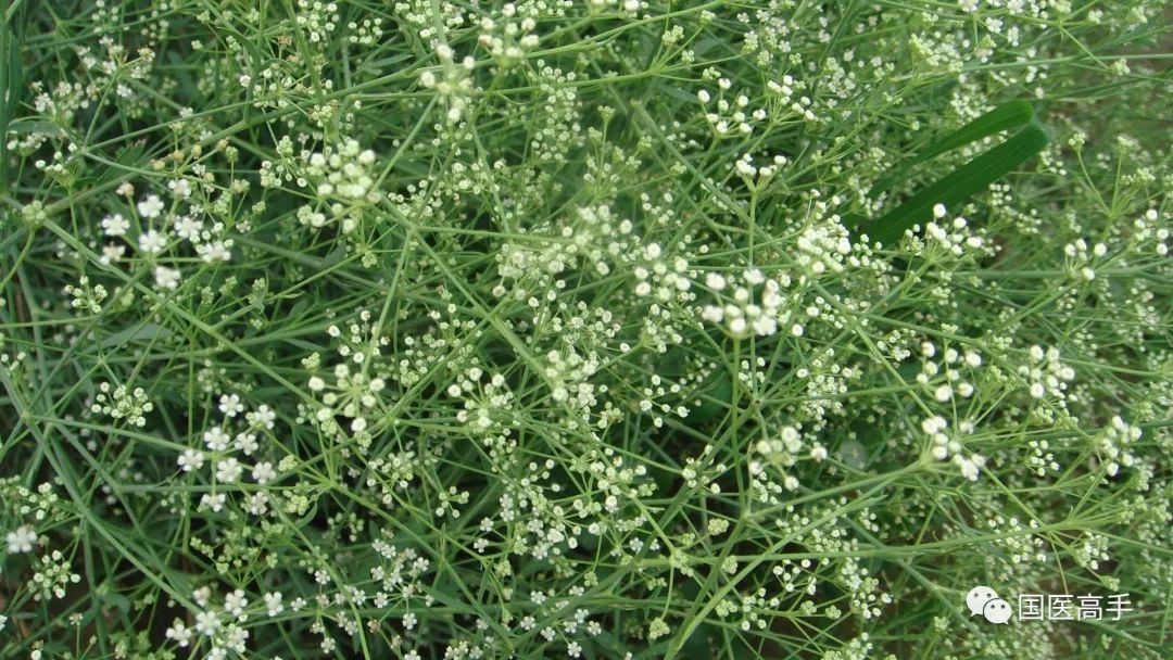 柴胡街角的温情故事与行情探秘