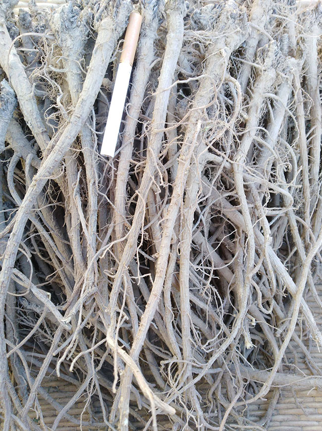 柴胡街角的温情故事与行情探秘