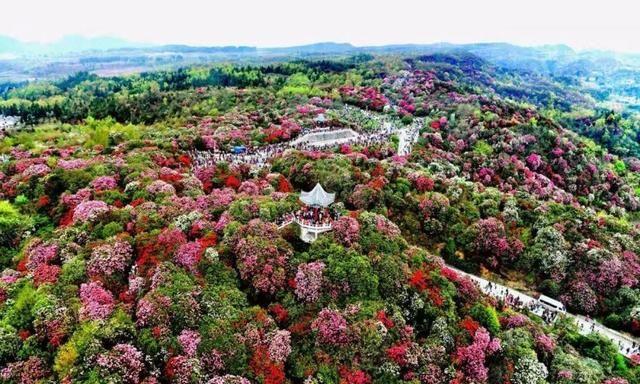 百里杜鹃发展规划详解，打造美丽生态与旅游融合新篇章