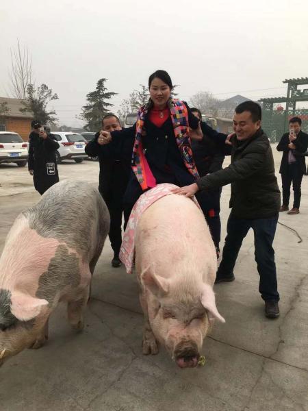 比赛猪,荣耀赛场上的激情与辉煌