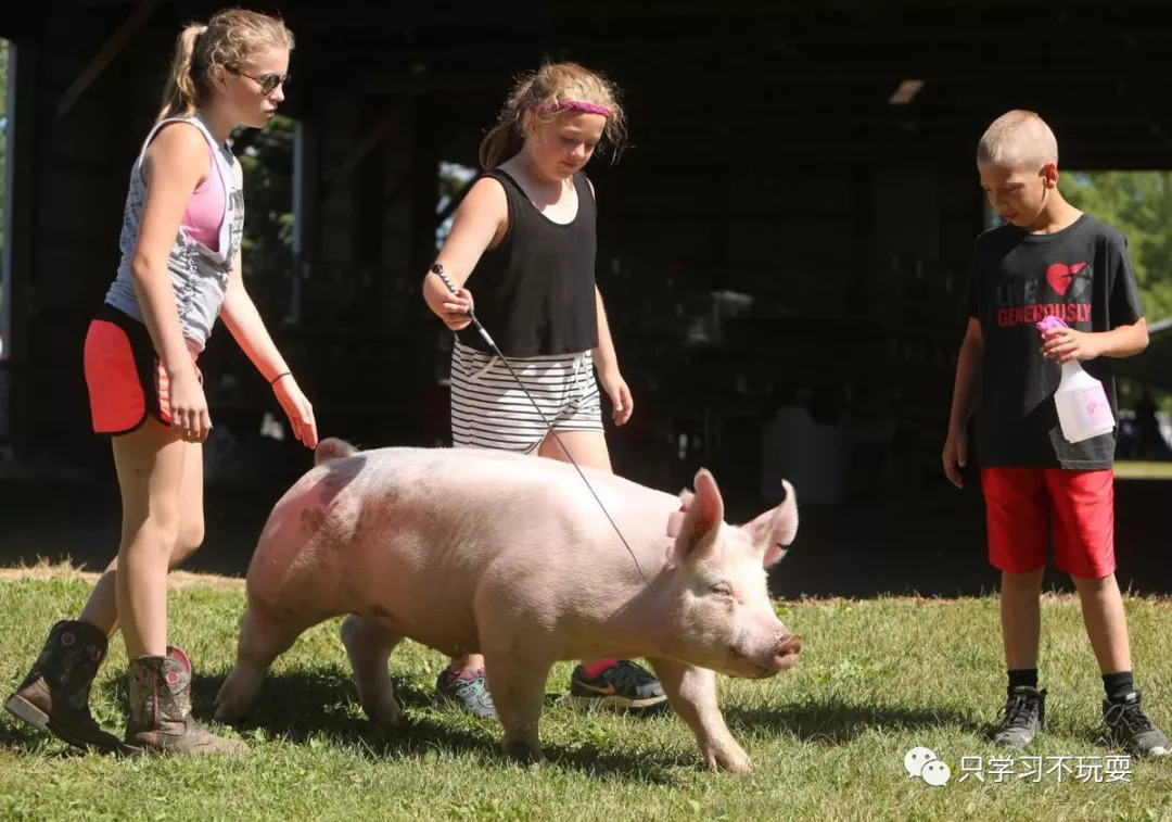 比赛猪,荣耀赛场上的激情与辉煌