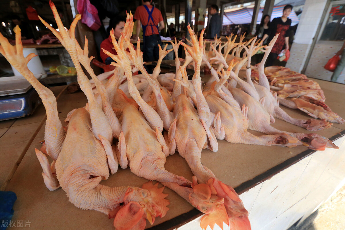 白条鸡行情,白条鸡行情，回顾与影响