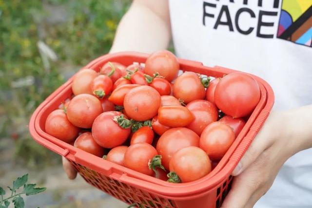 小番茄行情，科技新星引领智能生活新纪元新动向