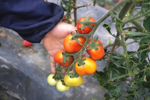 小番茄行情,科技新星引领智能生活新纪元新动向