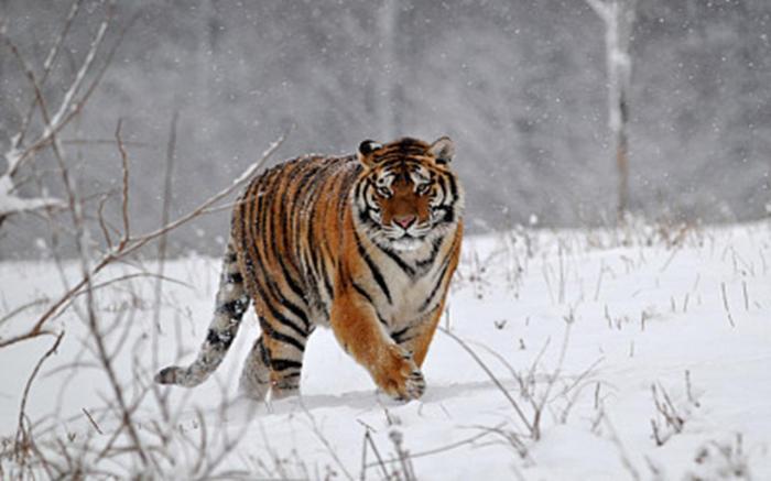 新疆近期老虎动态揭秘，巷弄深处的独特风情与隐秘宝藏探索