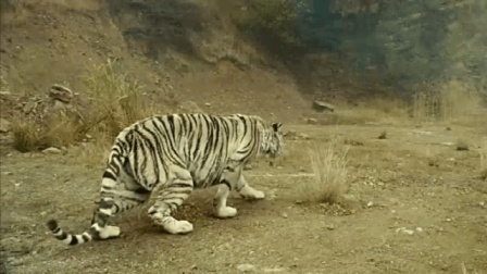 新疆近期老虎动态揭秘，巷弄深处的独特风情与隐秘宝藏探索