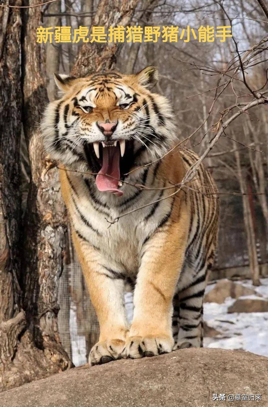 新疆近期老虎动态揭秘，巷弄深处的独特风情与隐秘宝藏探索