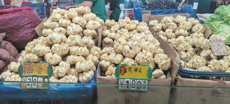 探寻百合盛开时刻,百合上市历程揭秘