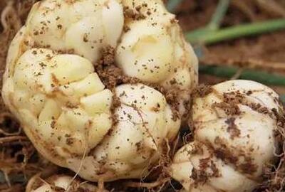 探寻百合盛开时刻,百合上市历程揭秘