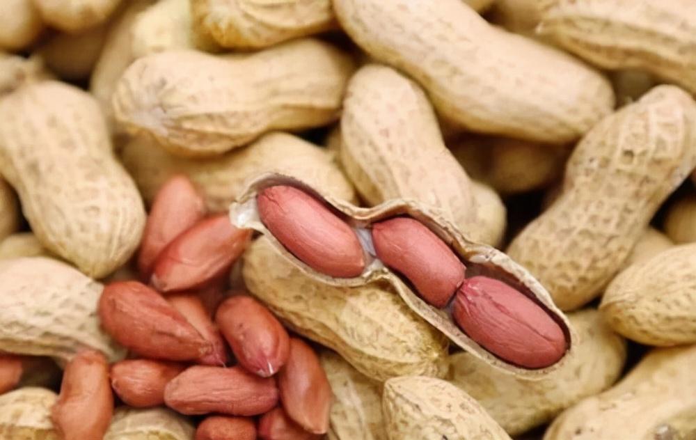 山东小麦价格行情深度解析，巷弄麦香背后的故事