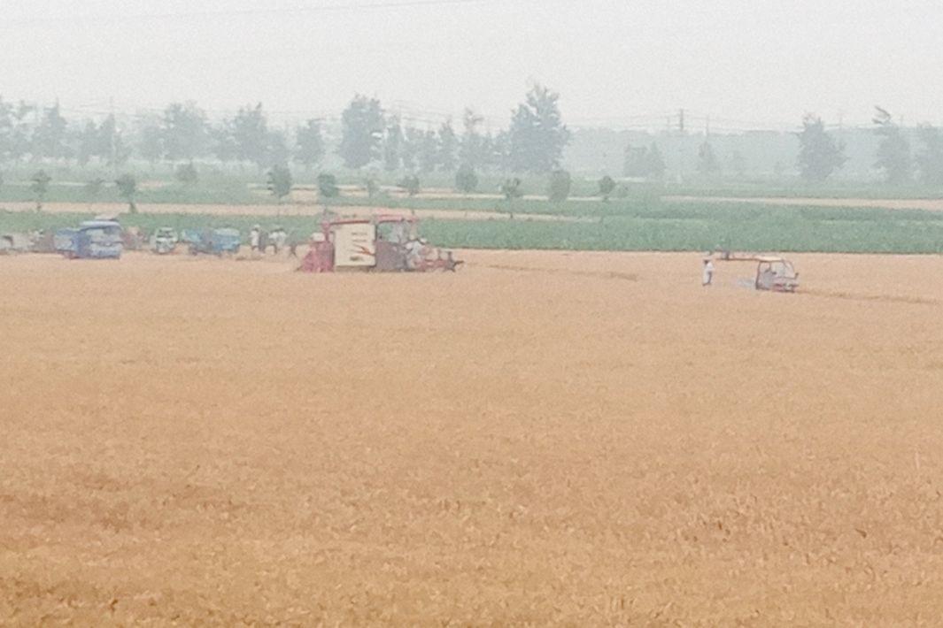 山东小麦价格行情深度解析,巷弄麦香背后的故事