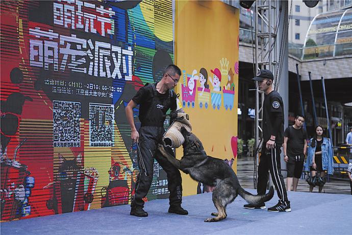 宠物娱乐新潮，与萌宠共赴自然之旅，寻找内心平和与愉悦的乐趣