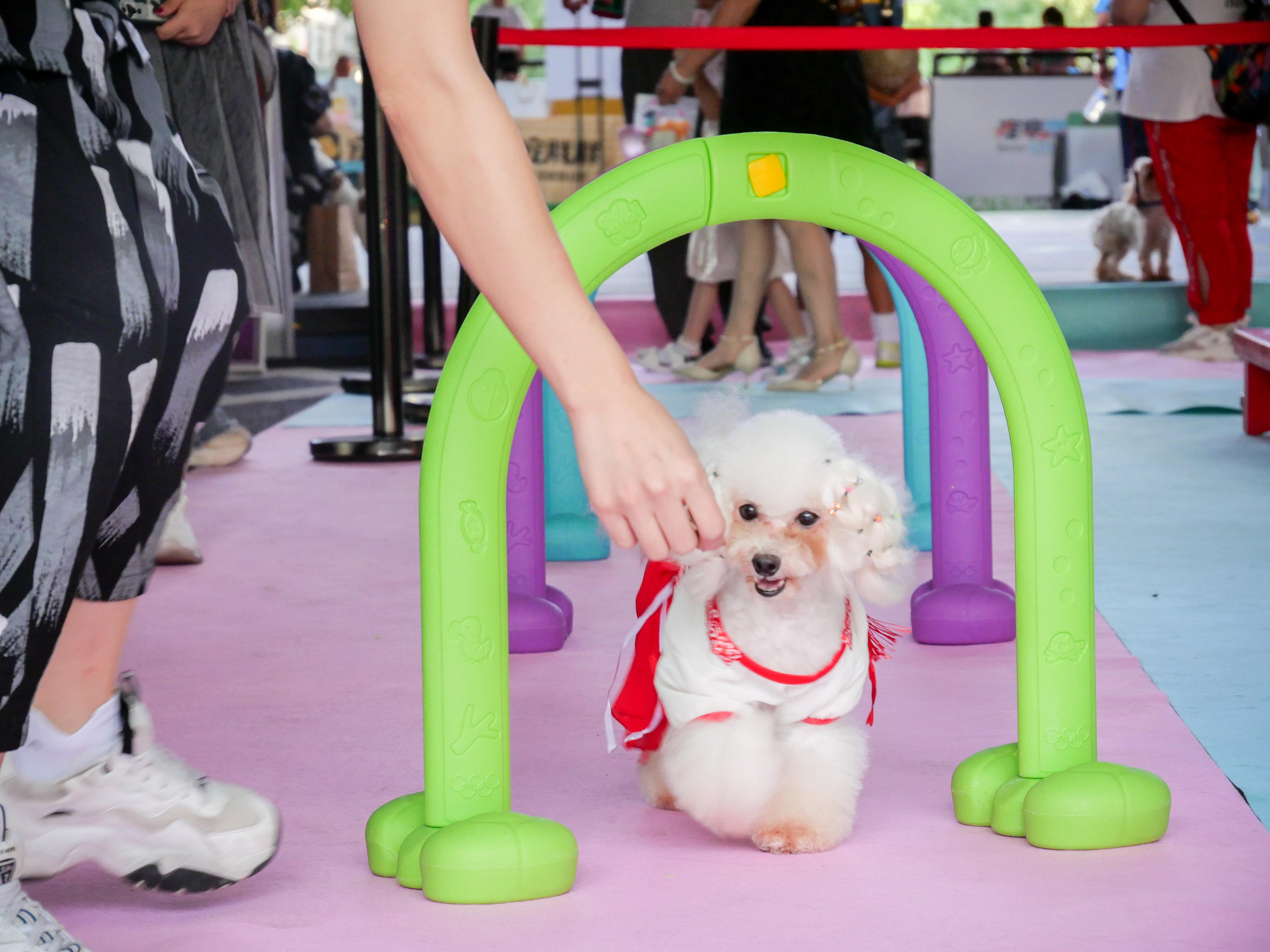 宠物娱乐新潮，与萌宠共赴自然之旅，寻找内心平和与愉悦的乐趣