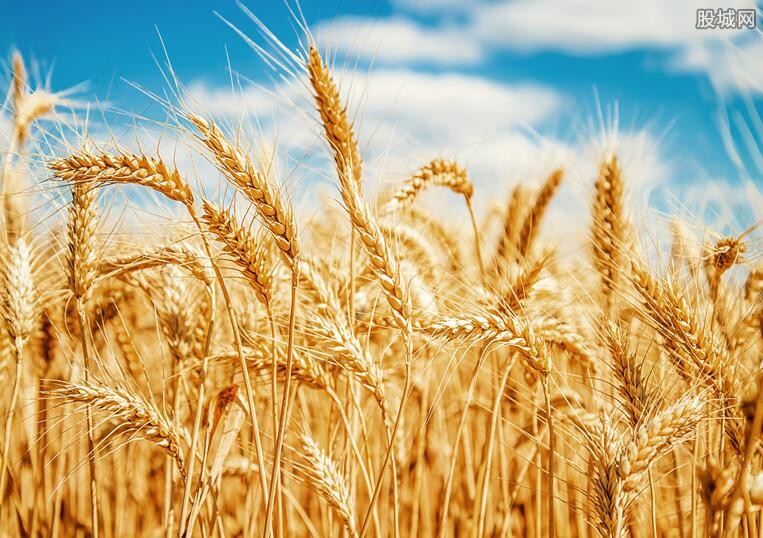 小麦最新行情价格,小麦最新行情价格分析