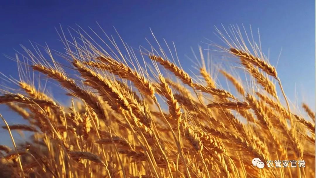 小麦最新行情价格,小麦最新行情价格分析