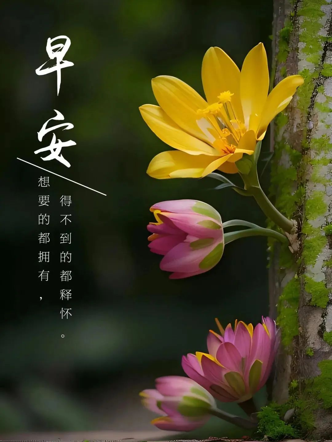 每日精选问候语，温暖人心的小确幸之花