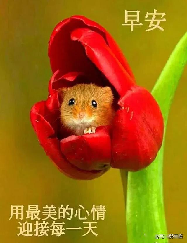 每日精选问候语，温暖人心的小确幸之花