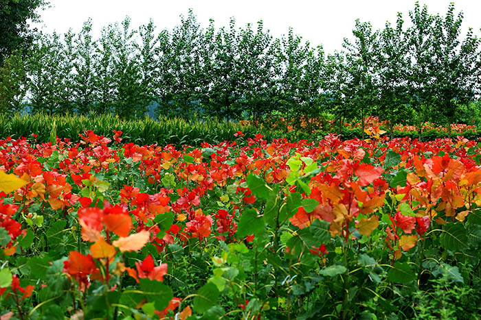 最新树种，变化中的力量与自信之源