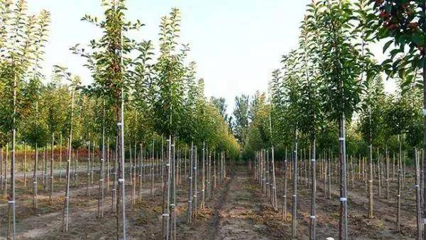 最新树种，变化中的力量与自信之源