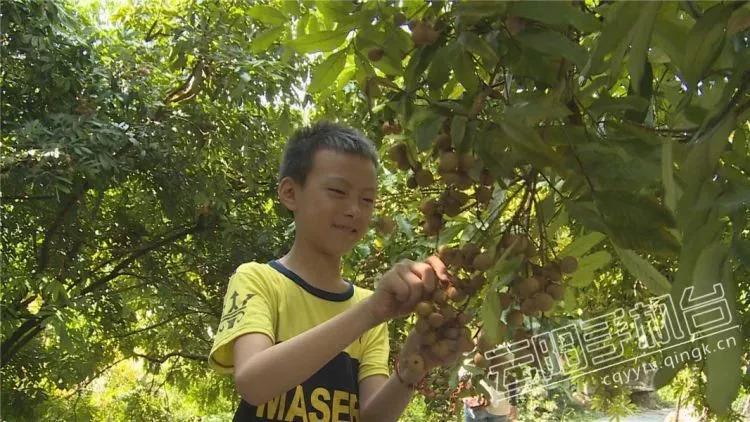 龙眼价格行情,龙眼价格行情——科技引领未来，龙眼行情尽在掌握