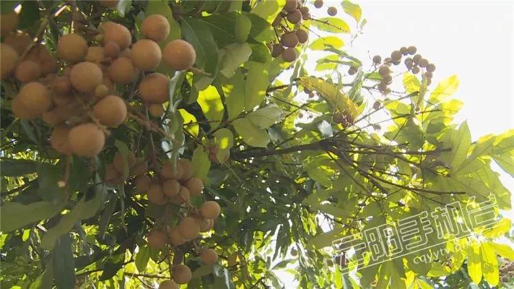 龙眼价格行情,龙眼价格行情——科技引领未来,龙眼行情尽在掌握