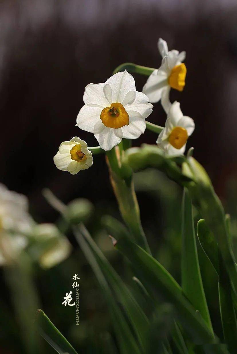 水仙花开电影，引领科技潮流，重塑观影新体验
