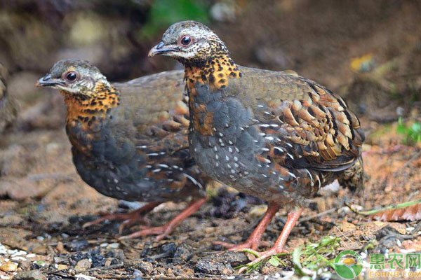 鹧鸪行情分析，市场动态与趋势预测