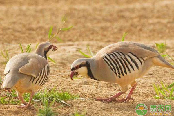 鹧鸪行情分析，市场动态与趋势预测