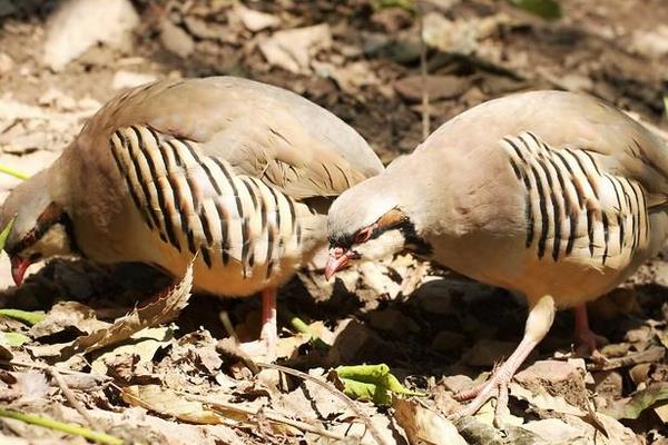 鹧鸪行情分析，市场动态与趋势预测