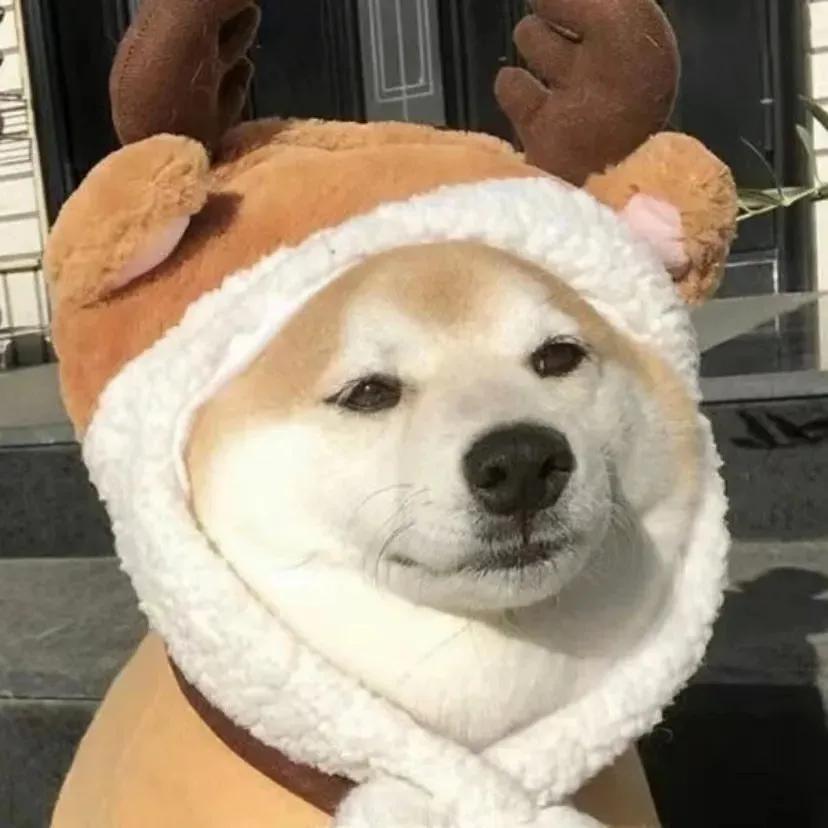 动漫小狗，小巷中的惊喜宝藏