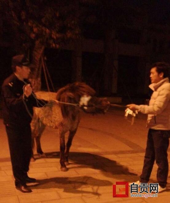 自贡抓马儿全集更新，自然美景探索之旅