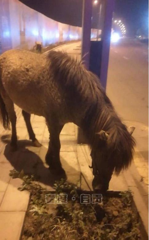 自贡抓马儿全集更新,自然美景探索之旅