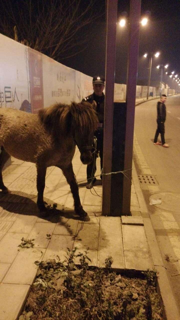 自贡抓马儿全集更新,自然美景探索之旅