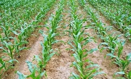 科技重塑农业,东北大豆新纪元启航行情展望