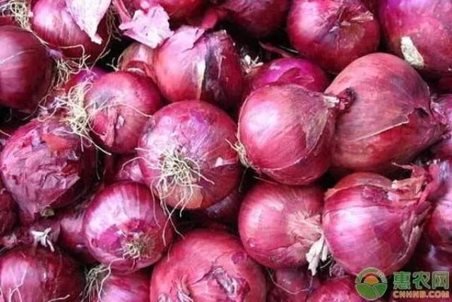 最新洋葱价格资讯揭秘，小巷深处的神秘厨房