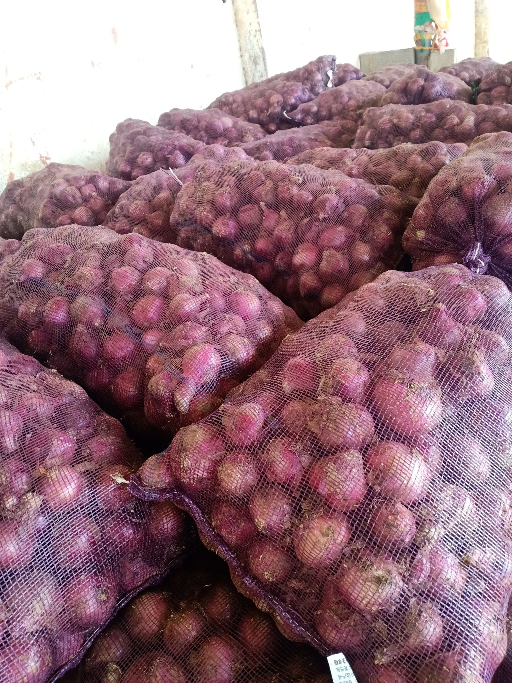 最新洋葱价格资讯揭秘，小巷深处的神秘厨房