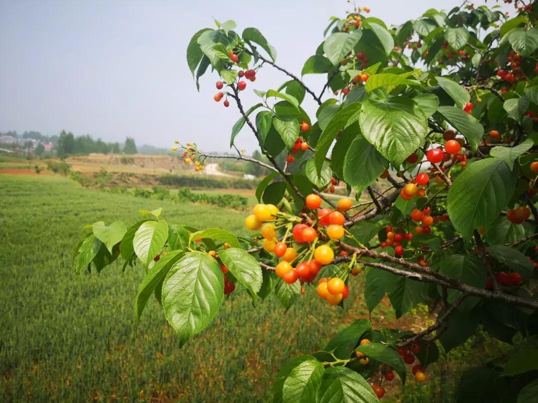 演艺界的璀璨明星，演员樱桃红闪耀舞台之路