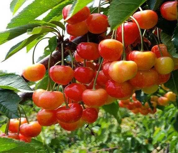 演艺界的璀璨明星，演员樱桃红闪耀舞台之路