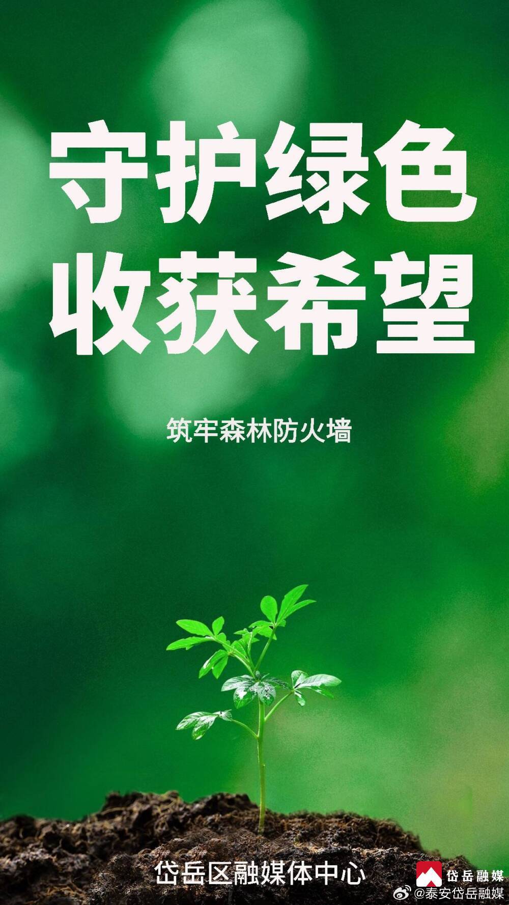 绿色守护最新，小巷中的神秘宝藏探索