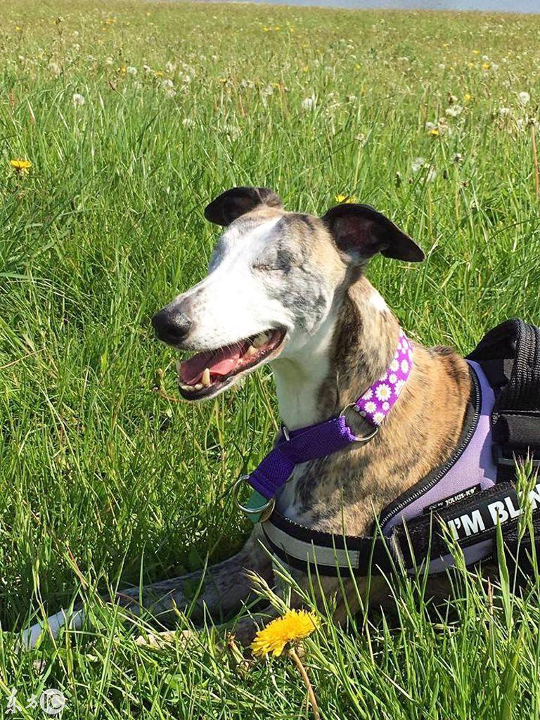 探索英镑演变与特色，最新英镑图片一览