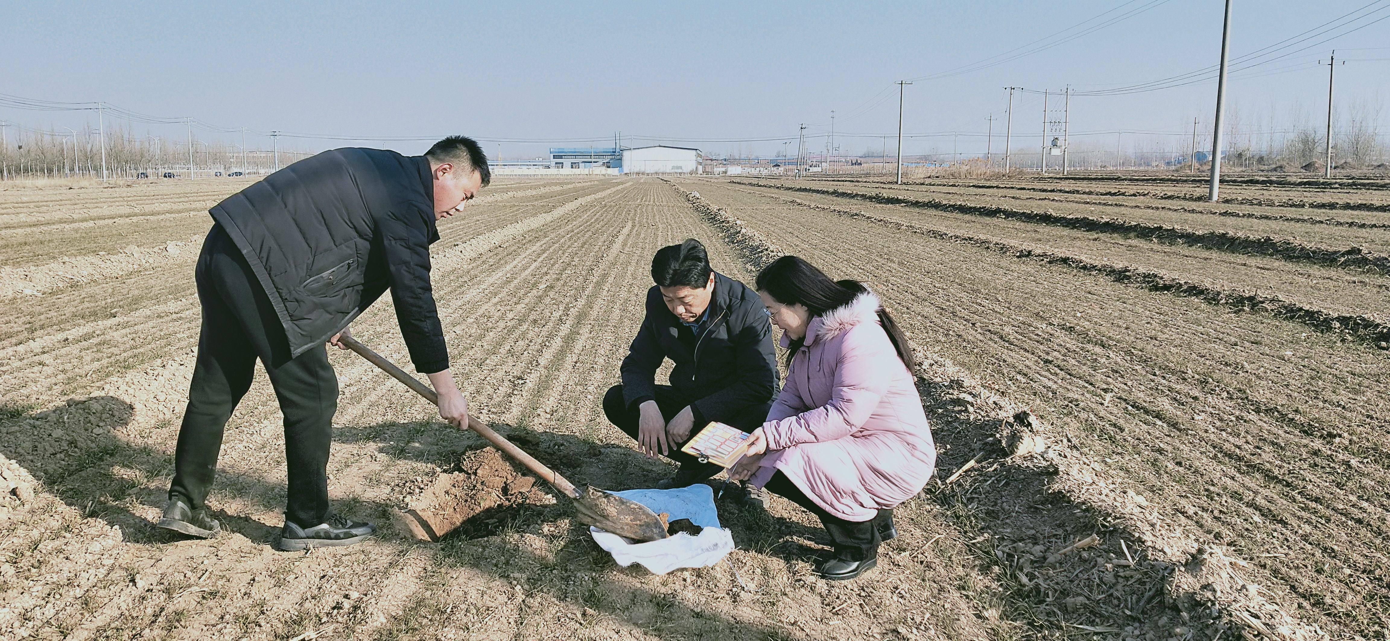 衡水小麦价格动态，力量之源与成就感的交织