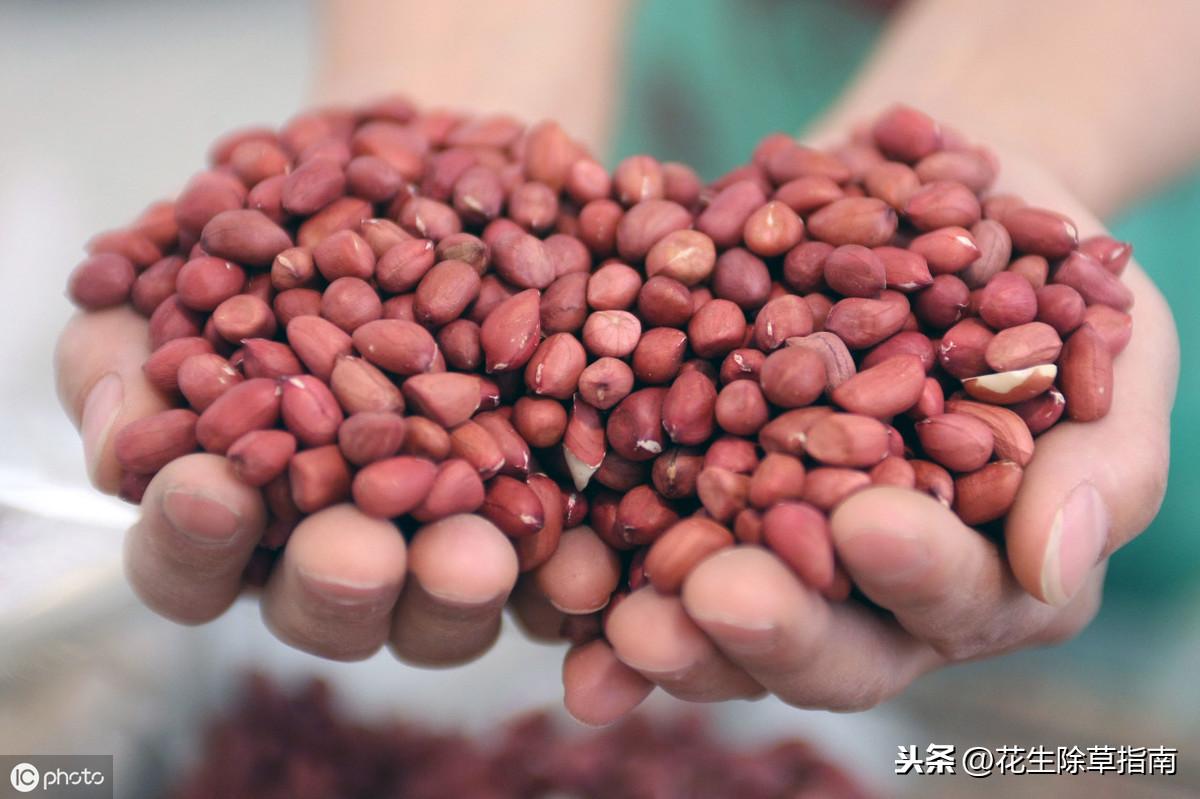 山东花生最新价格及指南